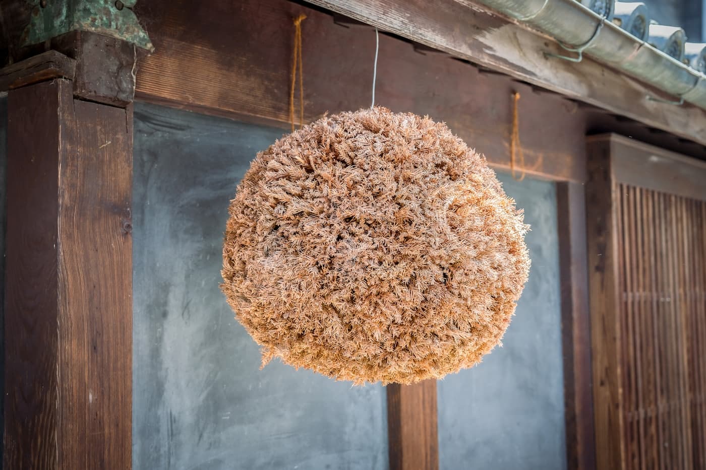 A sugidama, the ball of cedar branches hung outside a Japanese sake brewery when new sake is ready